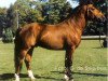 stallion Hakim (Freiberger, 1992, from Hollywood)
