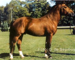 stallion Hakim (Freiberger, 1992, from Hollywood)