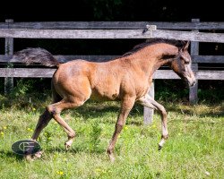 horse Mehdi el Kanz CF (Arabian thoroughbred, 2015, from Kanz Al Bidayer ox)