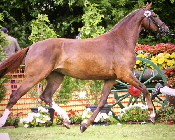 horse Rania (Rhinelander, 2013, from Riccio)