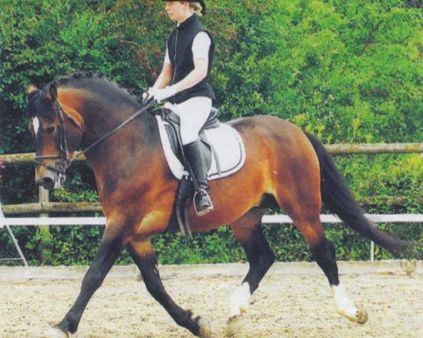 stallion Escot II CH (Freiberger, 1996, from Ecossais)