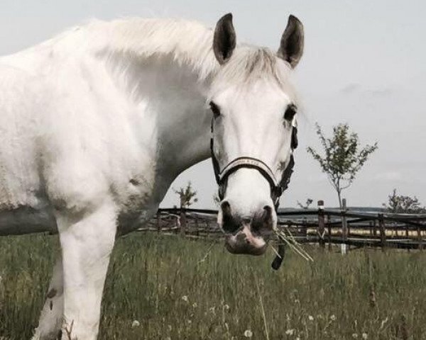 horse Commons Hero (Irish horse, 2006, from Carrig Boy xx)