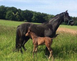 broodmare Dornröschen (Hanoverian, 2007, from Don Frederico)