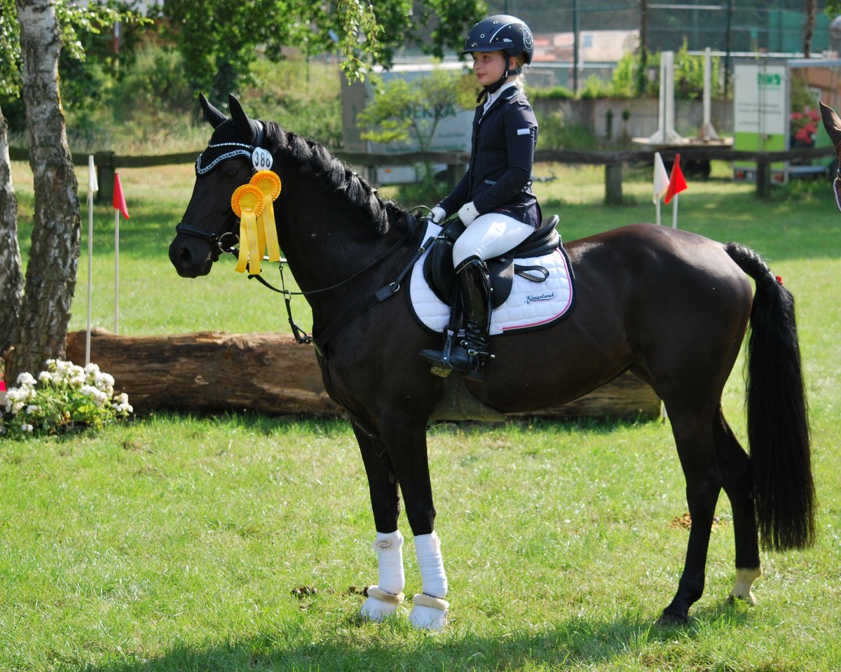 jumper Sunshine's Nala (German Riding Pony, 2013, from Nutrix)