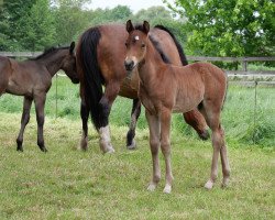 Dressurpferd Hengst von D-Power AT / Lady's Wise Guy (Deutsches Reitpony, 2019, von D-Power AT)