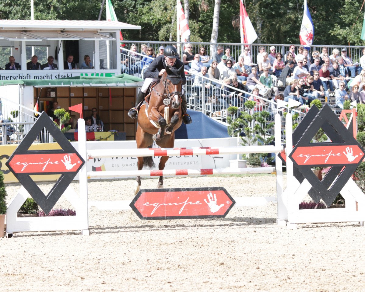 Springpferd Django 398 (Westfale, 2014, von Diarado's Boy)