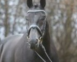 stallion Sanddallunds Coney (Oldenburg, 2003, from Colway Bold xx)