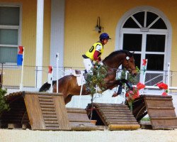 jumper Danny's Delight (German Sport Horse, 2014, from Desirao xx)