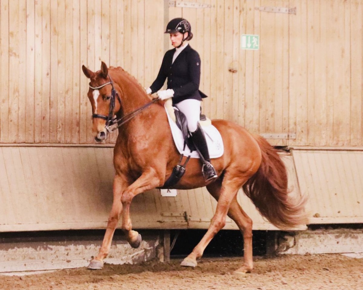broodmare Lady of London (Rhinelander, 2010, from Lord Loxley I)