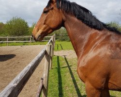 broodmare Lou Lou (Holsteiner, 2013, from Landos)