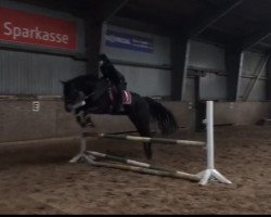 dressage horse Acanto11 (Hanoverian, 2009, from Avagon)