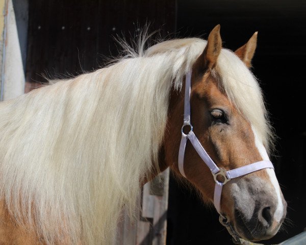 Pferd Linela (Haflinger, 2015)