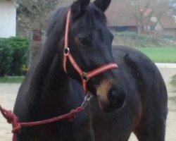 broodmare Szonja (Hungarian Warmblood, 2000, from Justboy)