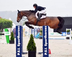 jumper Billy Fanta (anglo european sporthorse, 2008, from Billy Congo)