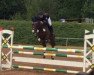 jumper Phillis 18 (German Riding Pony, 2007, from Pilatus)