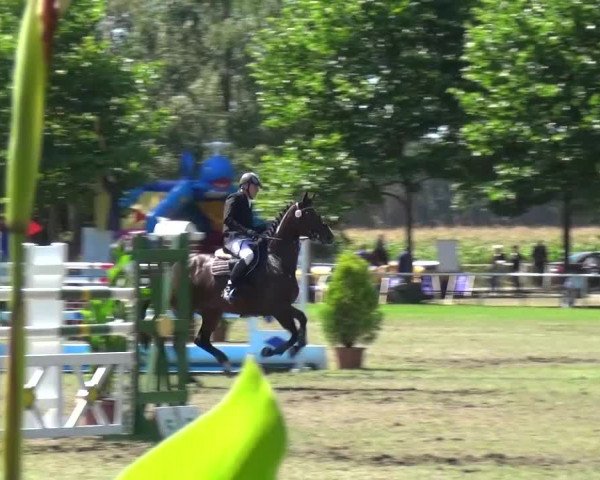 Reitturnier Zobbenitz 2016