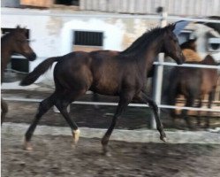 dressage horse Shallow (Austrian Warmblood,  , from Secret)