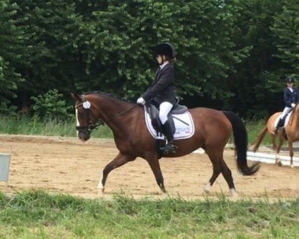 broodmare Donja (German Riding Pony, 1995, from Dornik B)