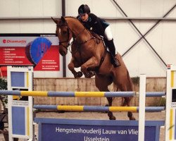 jumper Pooff (German Sport Horse, 2007, from Celentano)