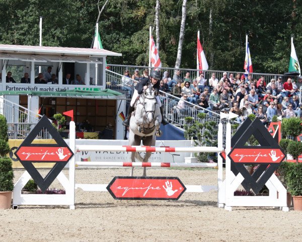 stallion Colsini As (Holsteiner, 2014, from Colman)
