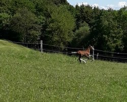 Springpferd Hengst von Cashmere / Pik Labionics (Westfale, 2019, von Cashmere)