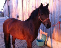 dressage horse Solitaer (German Riding Pony, 2001, from Hattrick)