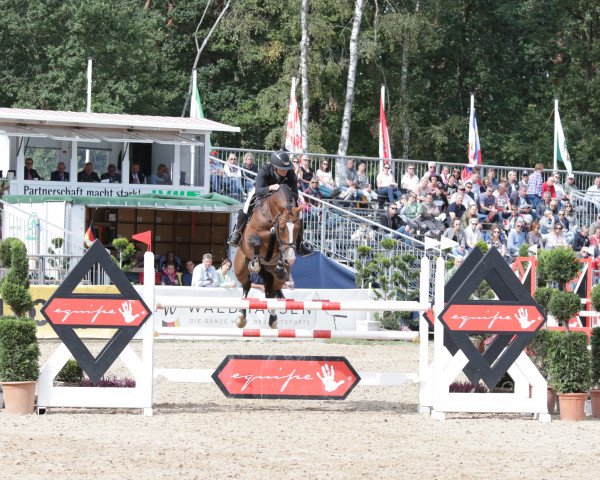 stallion Cardentos Dree Boeken (Hanoverian, 2014, from VDL Cardento 933)
