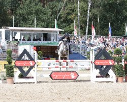 jumper Attaque (German Sport Horse, 2014, from Armitage)