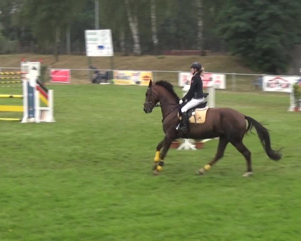 Reitturnier Gardelegen 2016