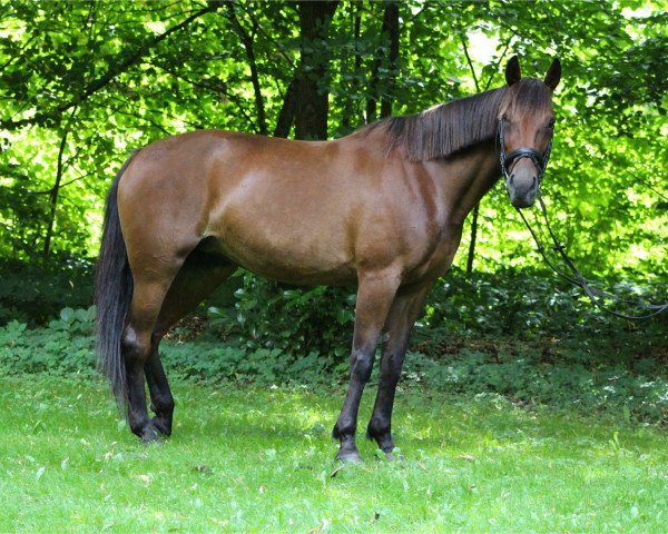 horse Corona 96 (German trotters, 2001, from Iron Man (US))