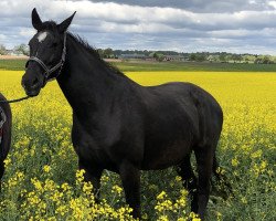 broodmare Galina (Hanoverian, 2003, from Graf Grannus)