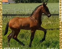 broodmare Dalida (Westphalian, 2019, from De Beau)