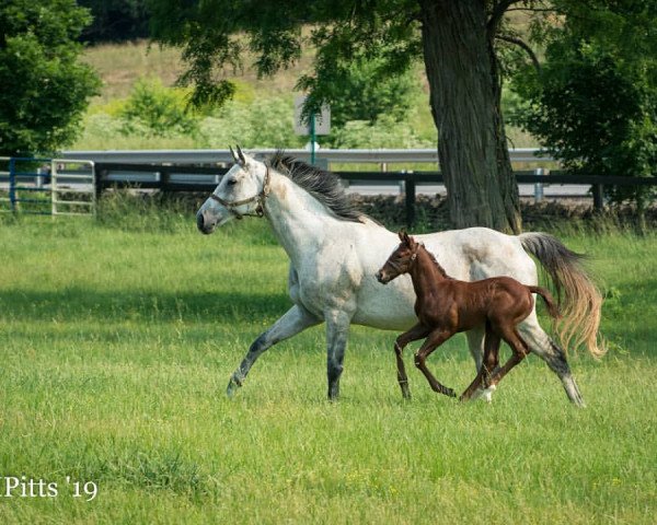 broodmare Bryans Jewel xx (Thoroughbred, 2008, from Rockport Harbor xx)