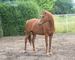 Zuchtstute AMD My Sunrise (Deutsches Reitpony, 2011, von Molenew)