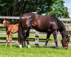 broodmare Swirl xx (Thoroughbred, 2019, from Galileo xx)