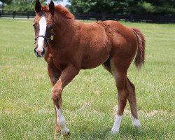 horse Stute von Curlin xx (Thoroughbred, 2019, from Curlin xx)