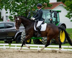 dressage horse Dan Brown 4 (German Sport Horse, 2014, from Divero)