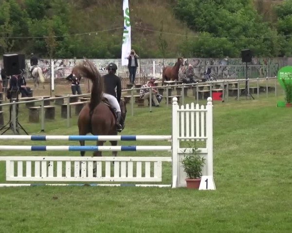 Reitturnier Gardelegen 2016