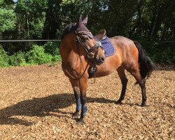 Pferd Millie (Connemara-Pony,  )