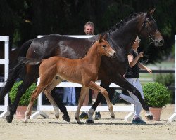 jumper Moonlight 439 (German Sport Horse, 2019, from Manchester van't Paradijs)