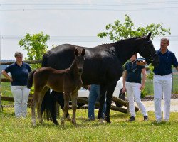 horse Stute von Don Martillo / Florestano (Deutsches Sportpferd, 2019, from Don Martillo)