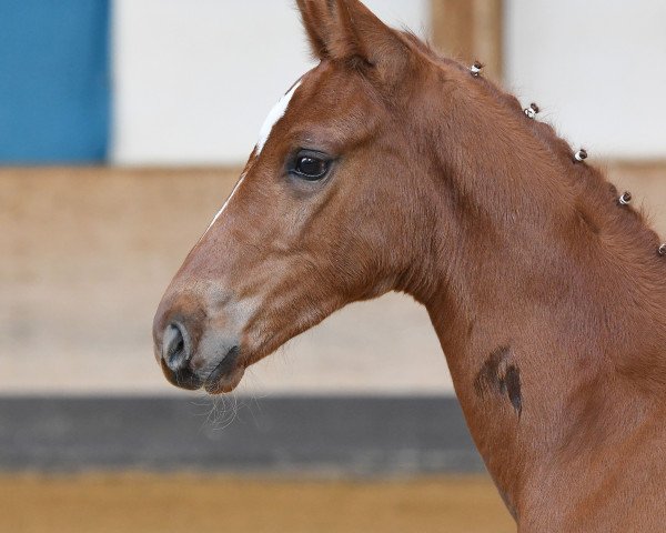 dressage horse Ferragni (German Sport Horse, 2019, from Damon Hill)