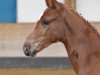 dressage horse Ferragni (German Sport Horse, 2019, from Damon Hill)