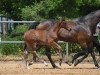 jumper Viking 33 (German Sport Horse, 2019, from Vagabond de la Pomme)