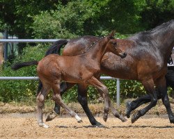 jumper Viking 33 (German Sport Horse, 2019, from Vagabond de la Pomme)