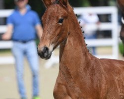 dressage horse Lord Fauntleroy 15 (German Sport Horse, 2019, from Lord Loxley I)