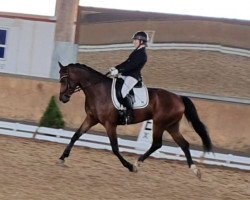 dressage horse Danke Dir (Rhinelander, 2014, from Dankeschön)