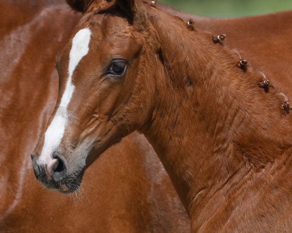 dressage horse Stute von Quantensprung / Carlando I (German Sport Horse, 2019, from Quantensprung 3)