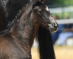 dressage horse La Bonita 89 (German Sport Horse, 2019, from Bon Coeur)