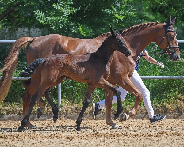 jumper Dallas Boy Melloni (German Sport Horse, 2019, from Dallas VDL Z)